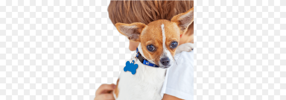Dog Small Pet Dogs, Animal, Canine, Chihuahua, Mammal Free Png Download