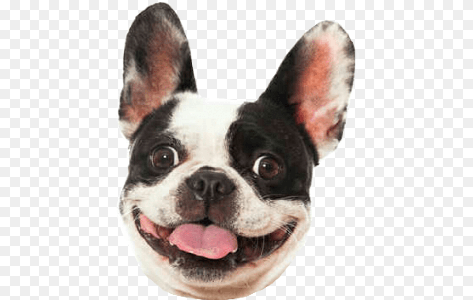 Dog Smile Bulldog Frenchbulldog Frenchie Frenchy World Smile Day Dog, Animal, Canine, French Bulldog, Mammal Free Png