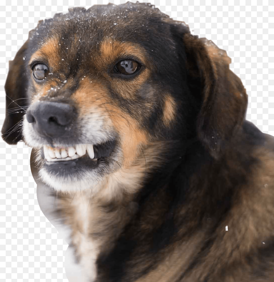 Dog Smile Funny Hahahaha Interesting Angry Love Angry Dog Show Teeth, Animal, Canine, Hound, Mammal Free Png Download