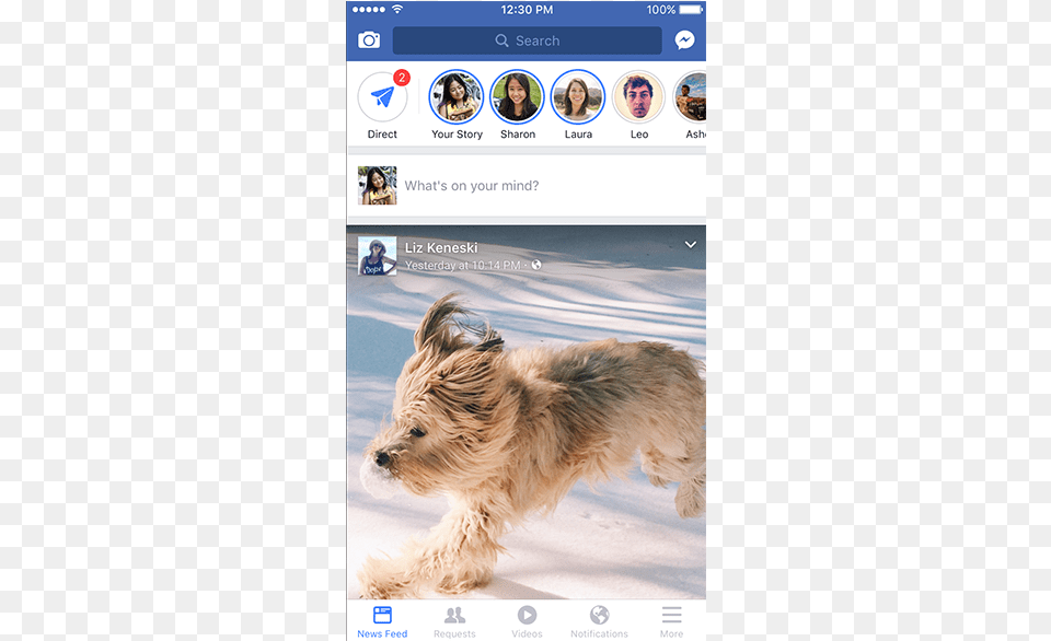 Dog Snapchat Filter, Animal, Canine, Mammal, Pet Png