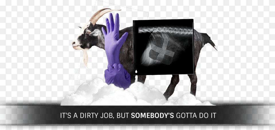Dog Spine X Ray, Animal, Bull, Mammal, Livestock Png Image