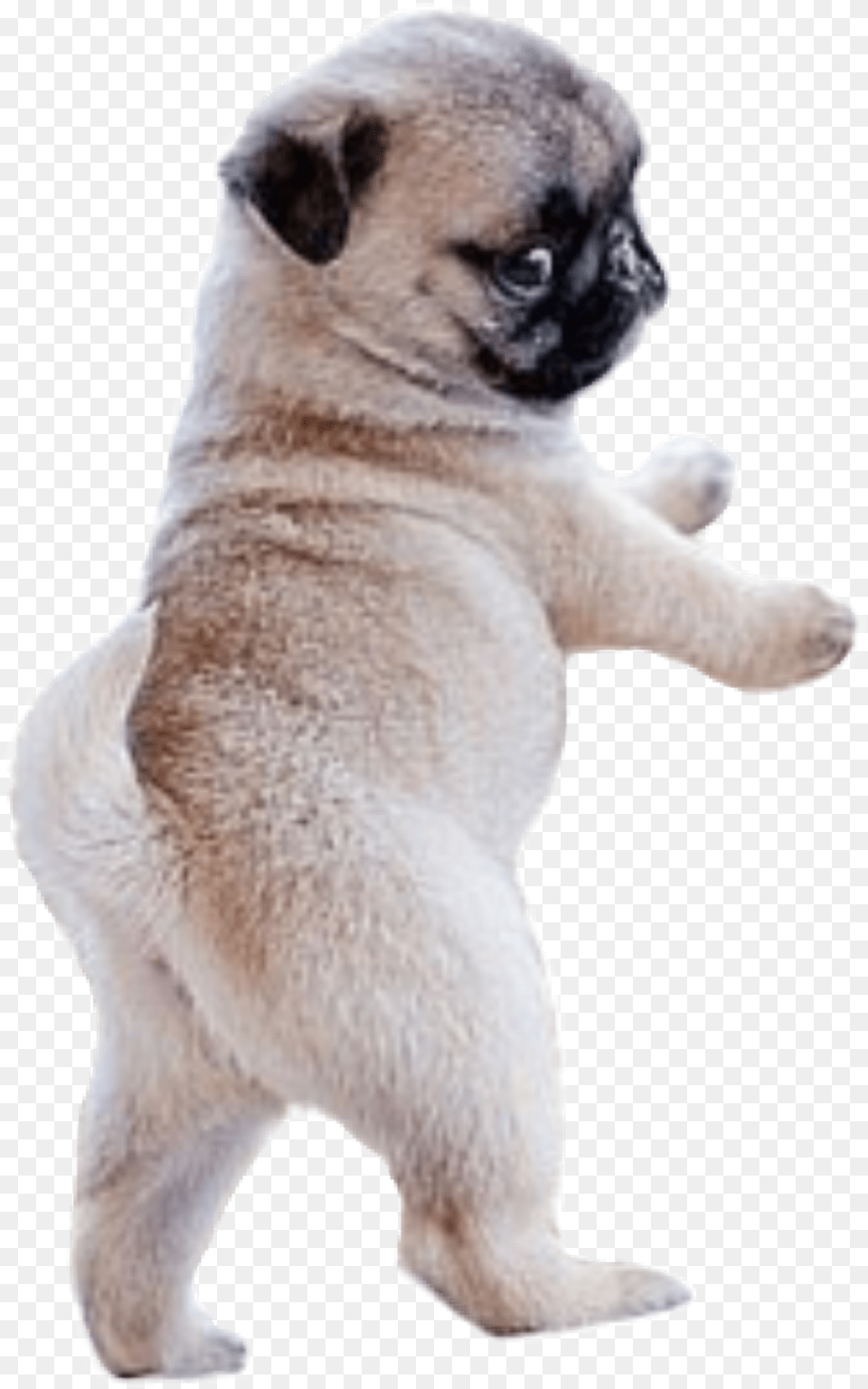 Dog Sticker Cachorro Tiernos Perros Pug, Animal, Canine, Mammal, Pet Free Png Download