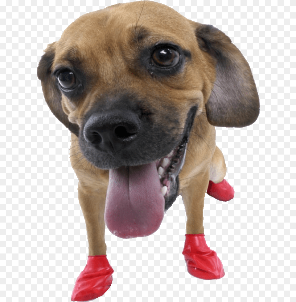 Dog Sticker Rubber Boots For Dogs, Animal, Canine, Mammal, Pet Png