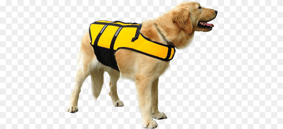 Dog Swimming Life Jacket, Clothing, Lifejacket, Vest, Animal Free Transparent Png