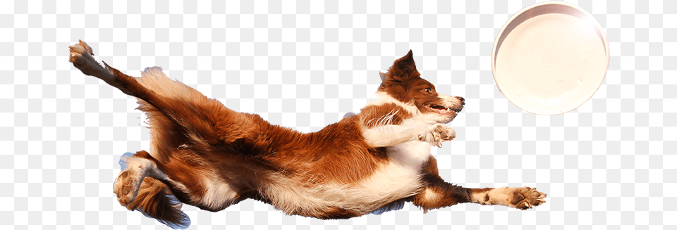 Dog Tail, Animal, Canine, Mammal, Pet Png Image