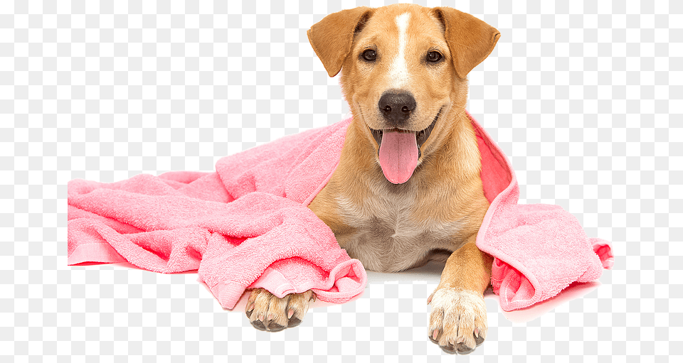 Dog Taking A Bath, Animal, Canine, Mammal, Pet Free Transparent Png