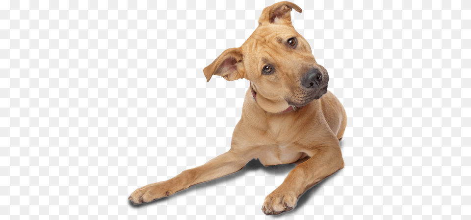 Dog Tilting Head, Animal, Canine, Mammal, Pet Free Transparent Png