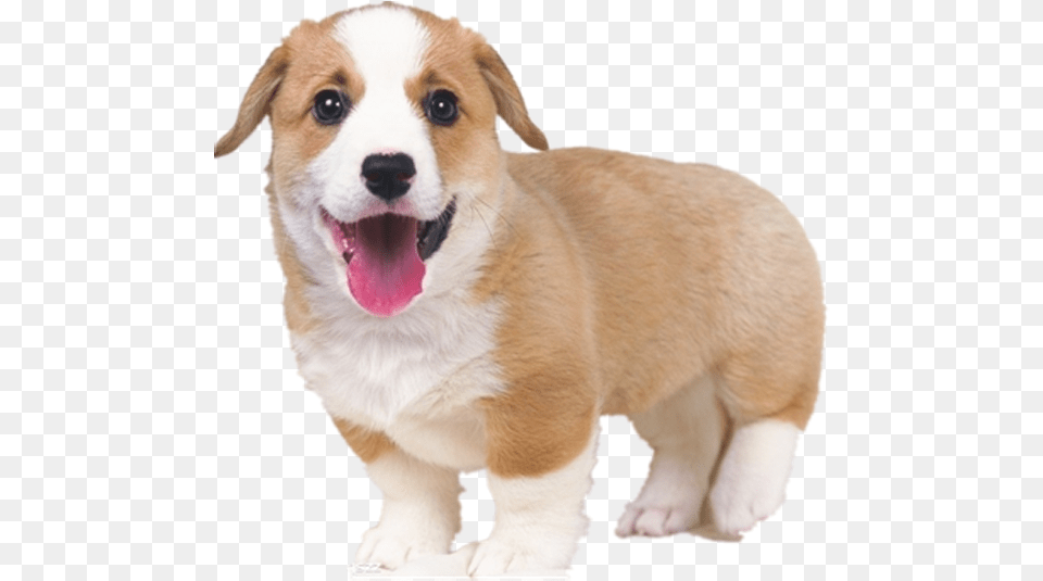 Dog Tongue Cute White And Brown Dogs, Animal, Canine, Mammal, Pet Png Image
