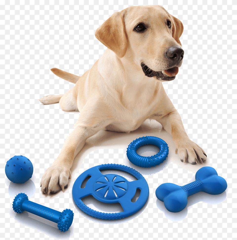 Dog Toy, Animal, Canine, Mammal, Pet Free Png Download