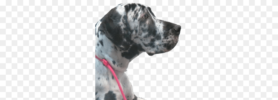 Dog Training, Animal, Canine, Mammal, Pet Free Transparent Png