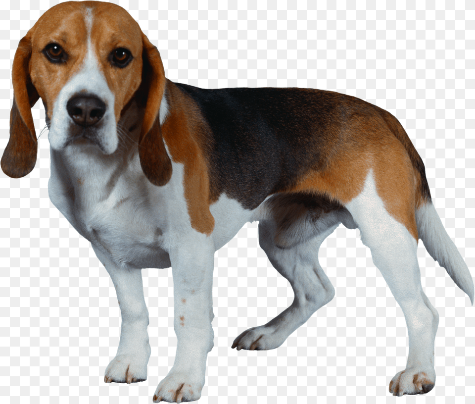 Dog Transparent Background Beagle Dog, Animal, Canine, Hound, Mammal Png