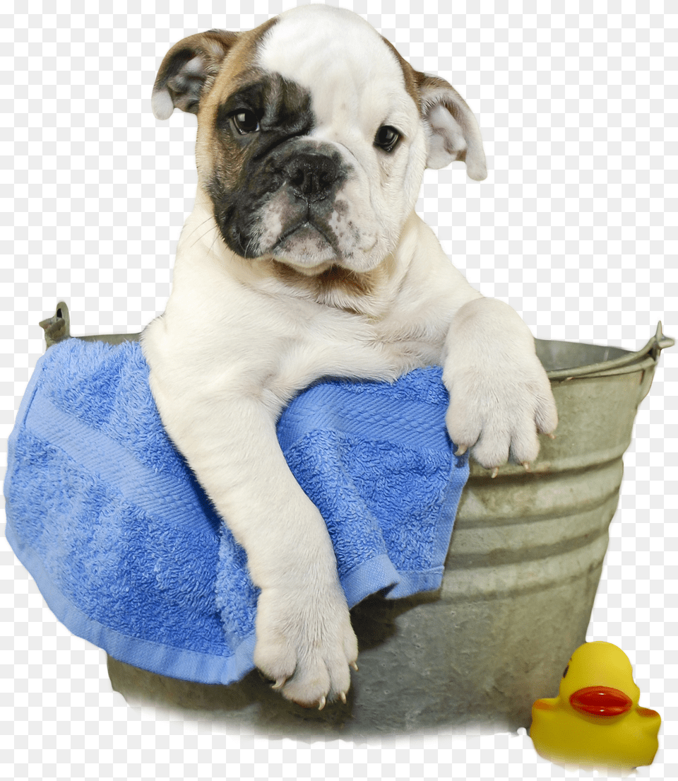 Dog Images Dog In Bath Animal, Canine, Mammal, Pet Free Transparent Png