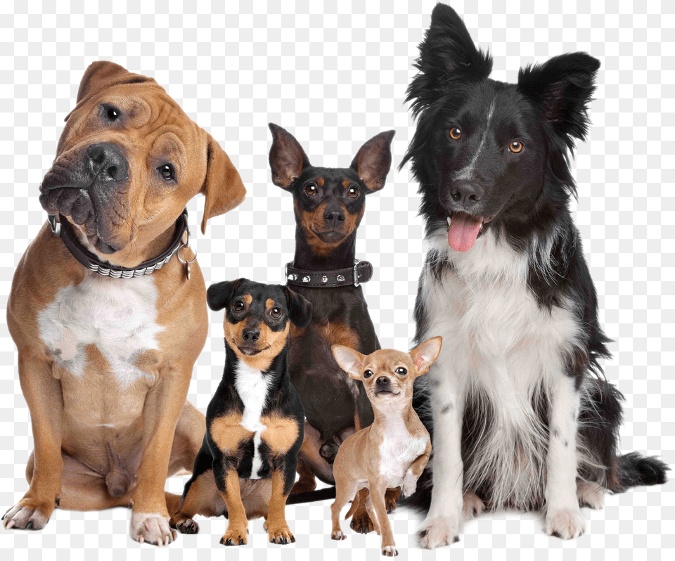 Dog Type, Animal, Canine, Mammal, Pet Free Transparent Png