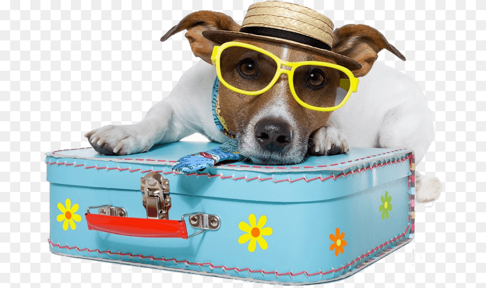 Dog Vacation Pet Traveling, Animal, Canine, Mammal, Baggage Free Transparent Png