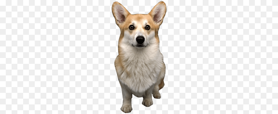 Dog Vector Freeuse Library Dog, Animal, Canine, Husky, Mammal Png