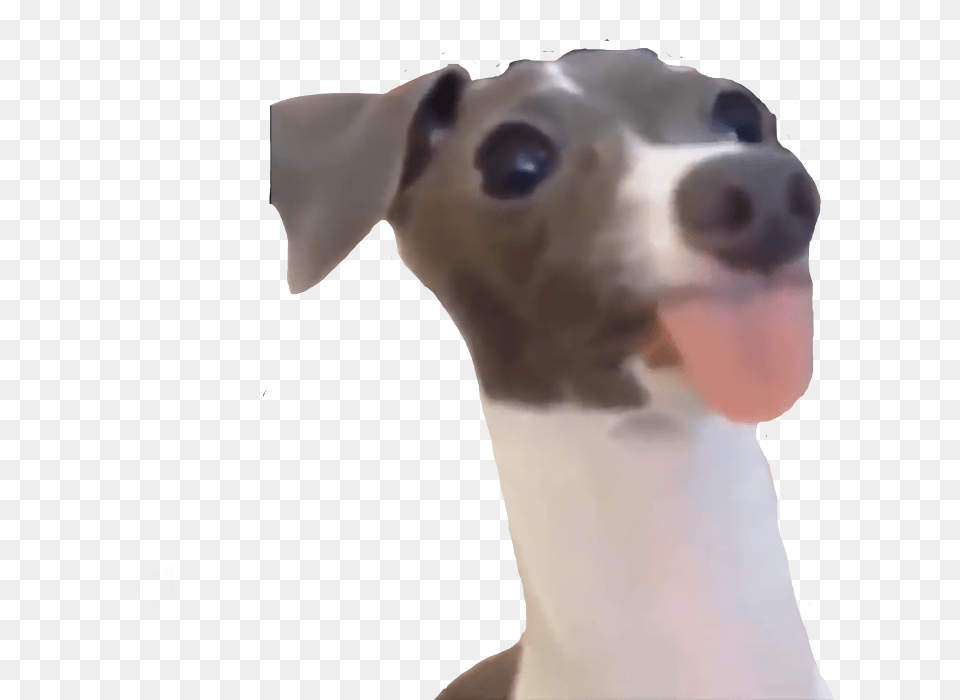 Dog Vine Funny Meme Yeet Italian Greyhound, Animal, Canine, Mammal, Pet Free Png