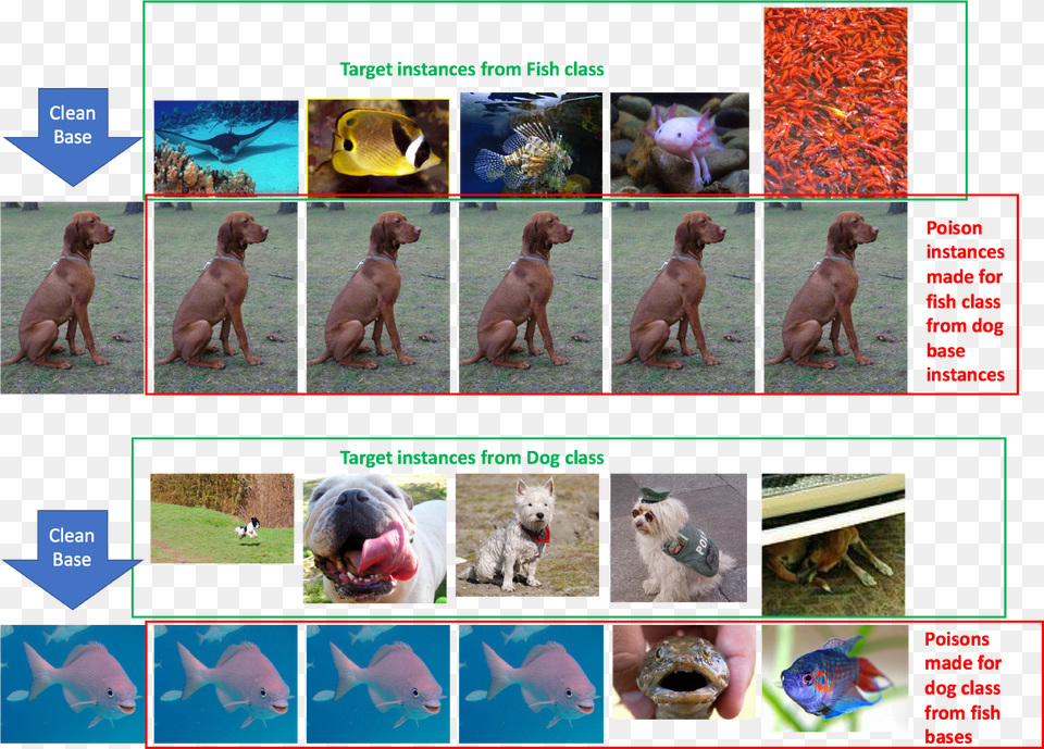 Dog Vs Fish Classifier Poisoning Neural Network Data Poisoning, Animal, Sea Life, Pet, Mammal Png Image