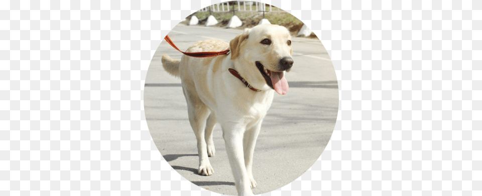 Dog Walk Meditation Large Walking Dogs, Animal, Canine, Mammal, Pet Free Png