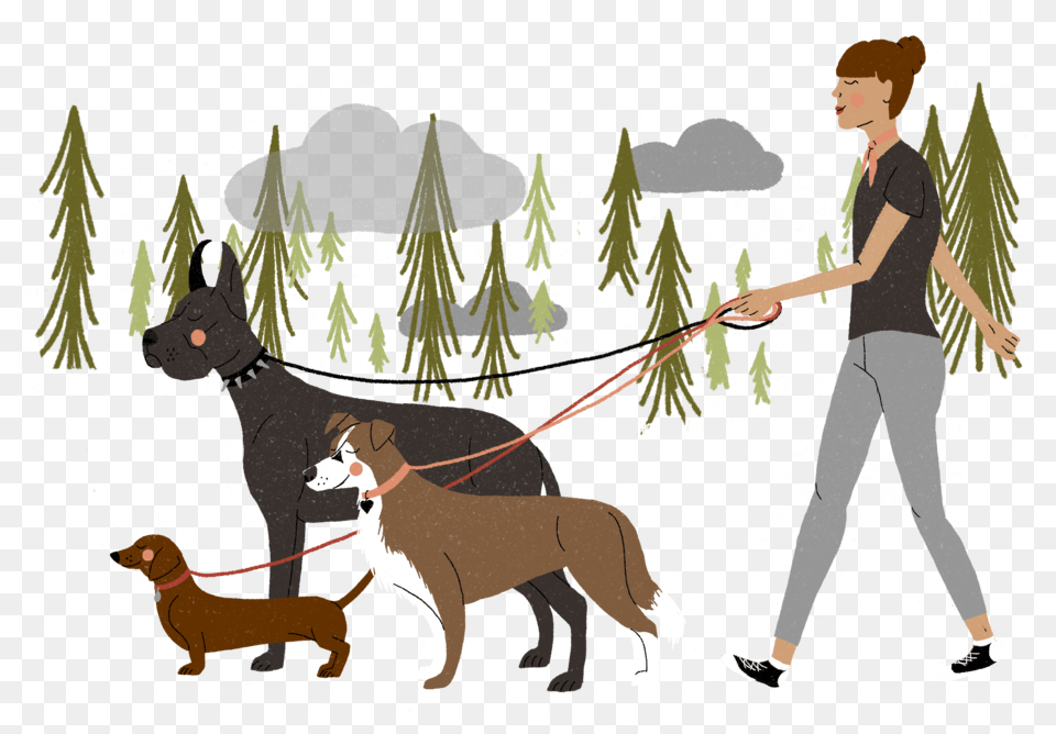 Dog Walking 2 Main Dog, Teen, Boy, Person, Male Free Png