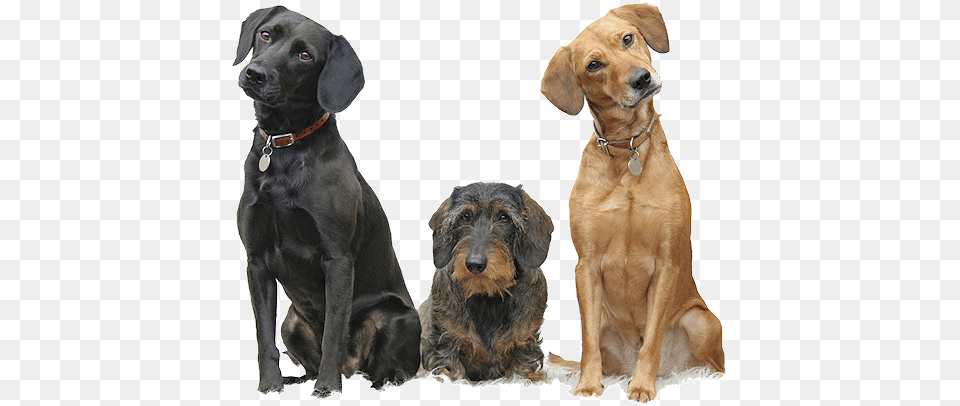 Dog Walking Dogs Sitting, Animal, Canine, Mammal, Pet Free Png Download