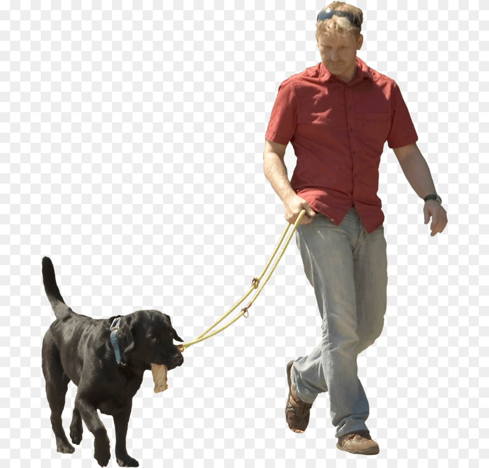 Dog Walking Pet Sitting Puppy Shock Transparent Background Walking Dog, Accessories, Strap, Adult, Person Free Png