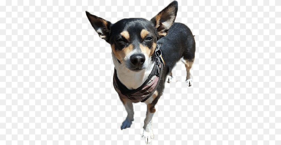 Dog Walking Service Consists Of Toy Fox Terrier, Animal, Canine, Mammal, Pet Free Transparent Png