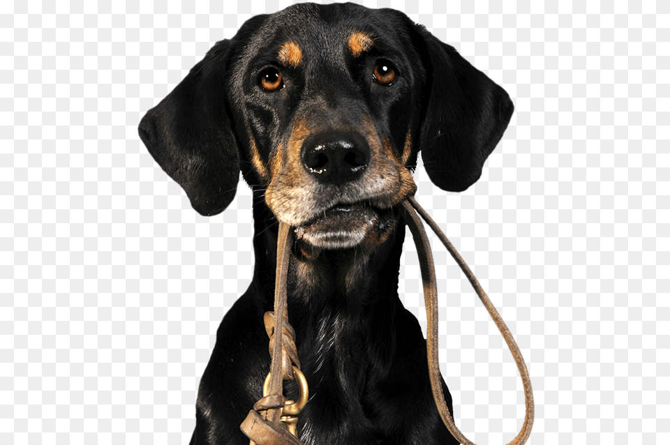 Dog Walkingrunningjogging Dog Off A Leash, Animal, Canine, Hound, Mammal Free Transparent Png