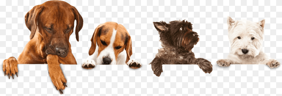 Dog Washing, Animal, Canine, Mammal, Pet Png Image