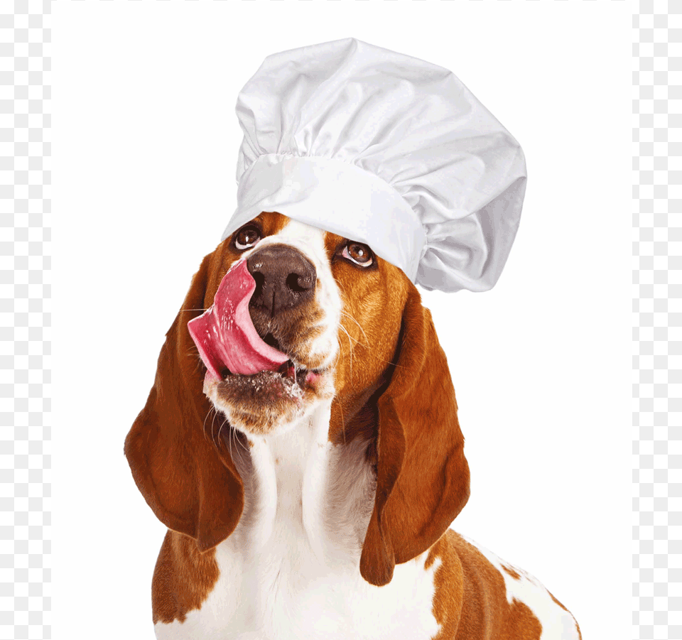 Dog Wearing Chef Hat Dog Yawns, Animal, Canine, Clothing, Hound Free Transparent Png