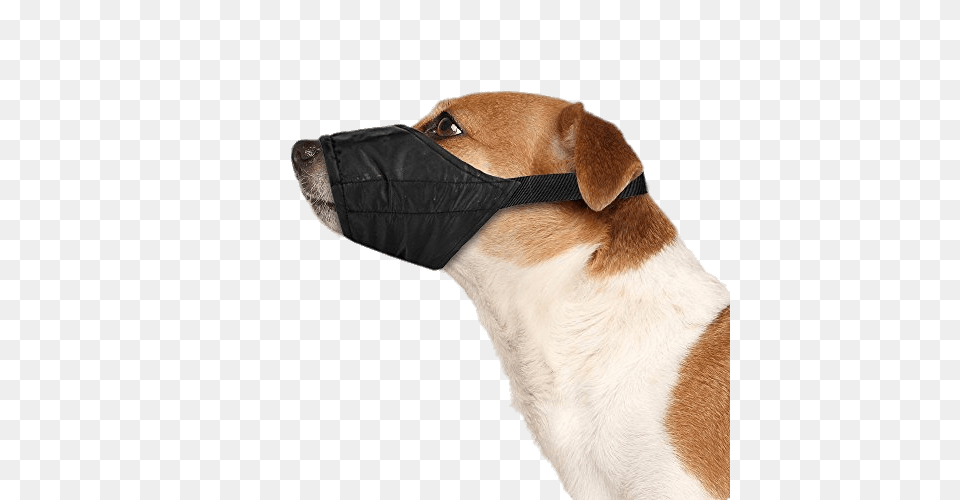 Dog Wearing Safety Muzzle, Accessories, Snout, Strap, Canine Png Image