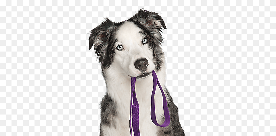 Dog White Background Hd Puppy Training Transparent, Animal, Canine, Husky, Mammal Free Png Download