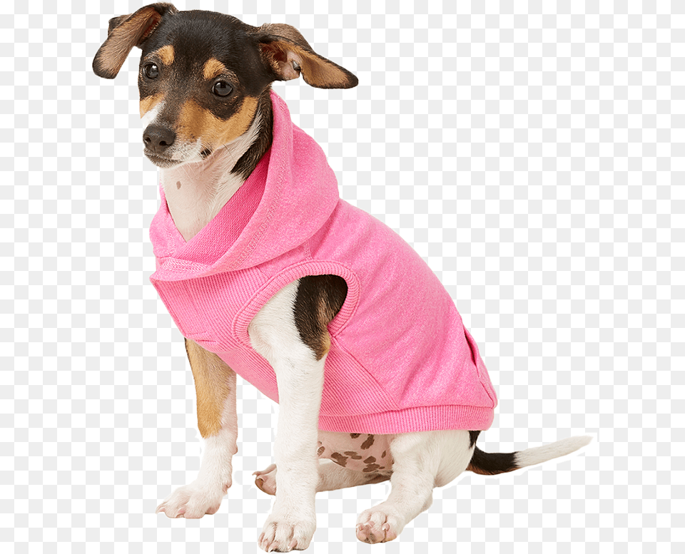 Dog Winter Clothes Companion Dog, Animal, Canine, Mammal, Pet Free Png