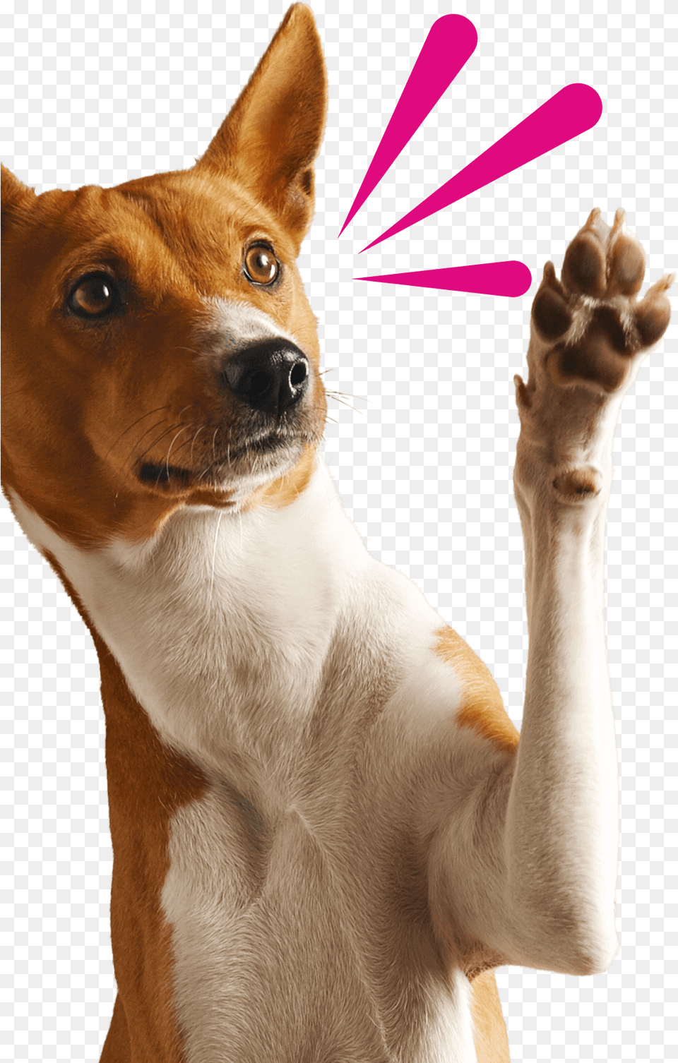 Dog With Arm Up, Hand, Body Part, Person, Finger Free Png