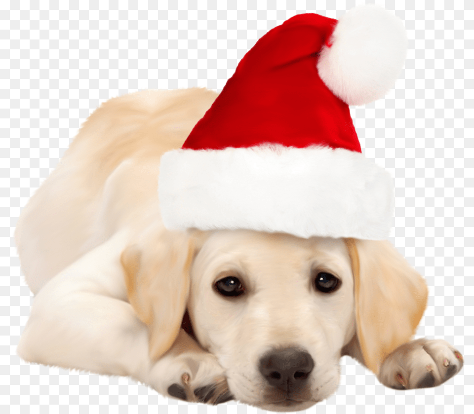 Dog With Christmas Hat, Clothing, Pet, Mammal, Animal Png Image