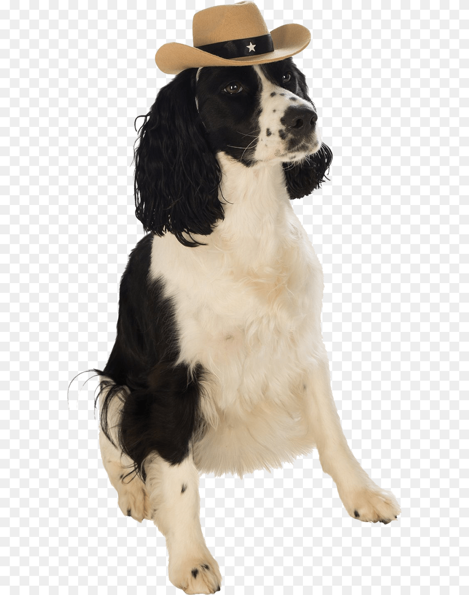 Dog With Cowboy Hat, Clothing, Animal, Canine, Mammal Png Image