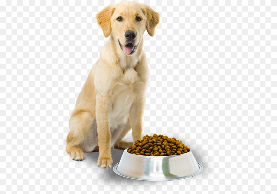 Dog With Dog Food, Animal, Canine, Mammal, Pet Free Transparent Png