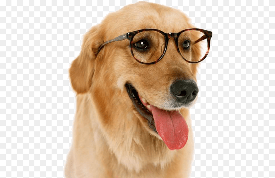 Dog With Glasses, Animal, Canine, Golden Retriever, Mammal Free Png Download