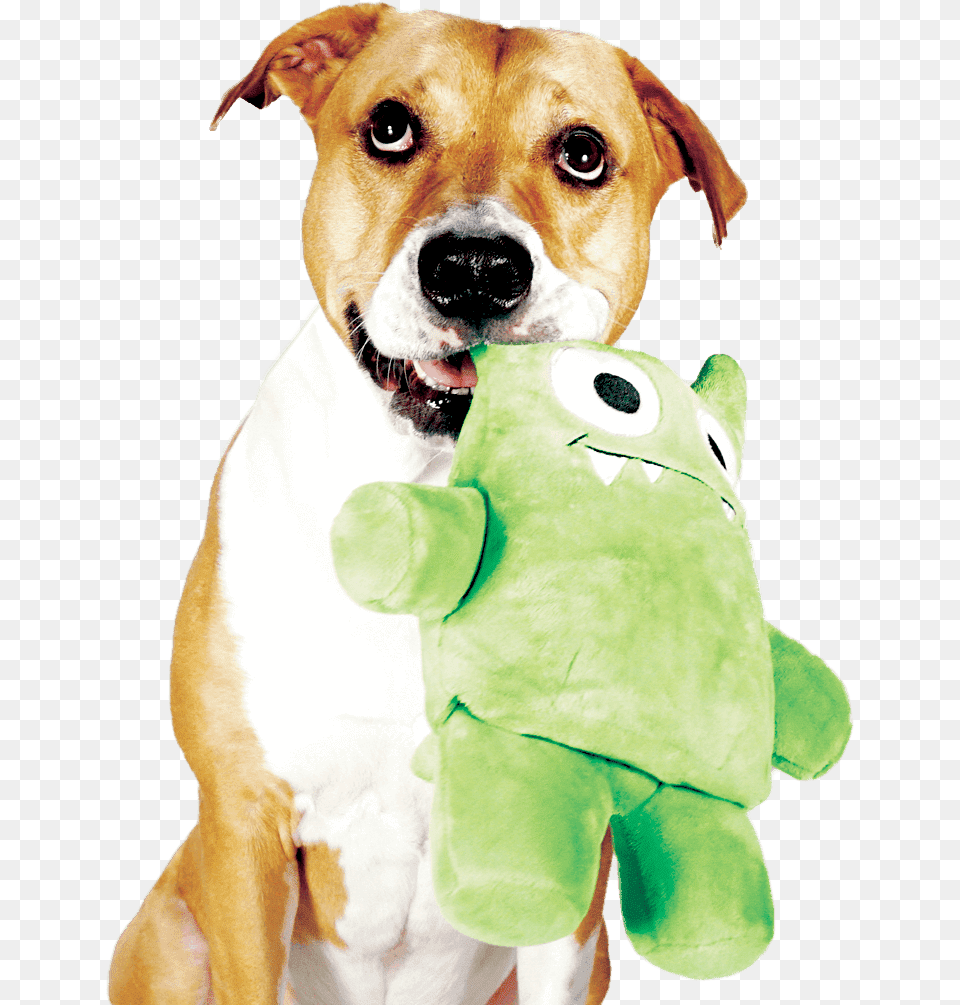 Dog With New Toy, Animal, Pet, Mammal, Hound Png Image
