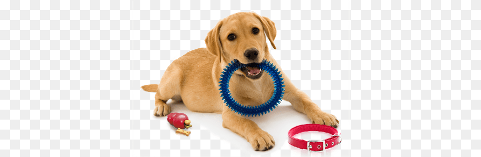 Dog With Toy, Accessories, Animal, Canine, Mammal Png Image