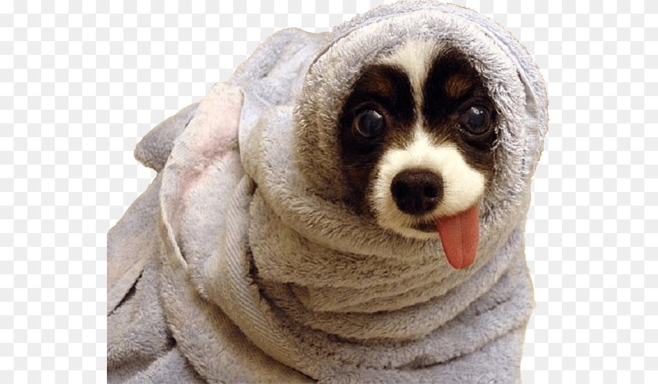 Dog Wrapped In A Blanket, Puppy, Pet, Mammal, Canine Free Png Download
