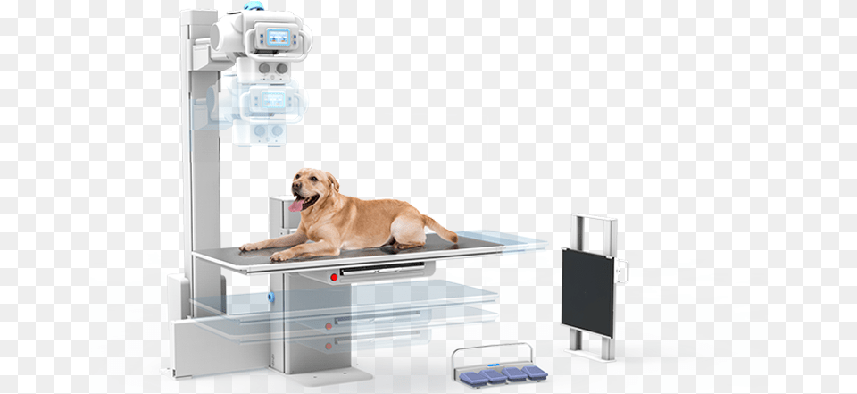 Dog X Ray Machine, Animal, Mammal, Pet, Canine Free Png Download
