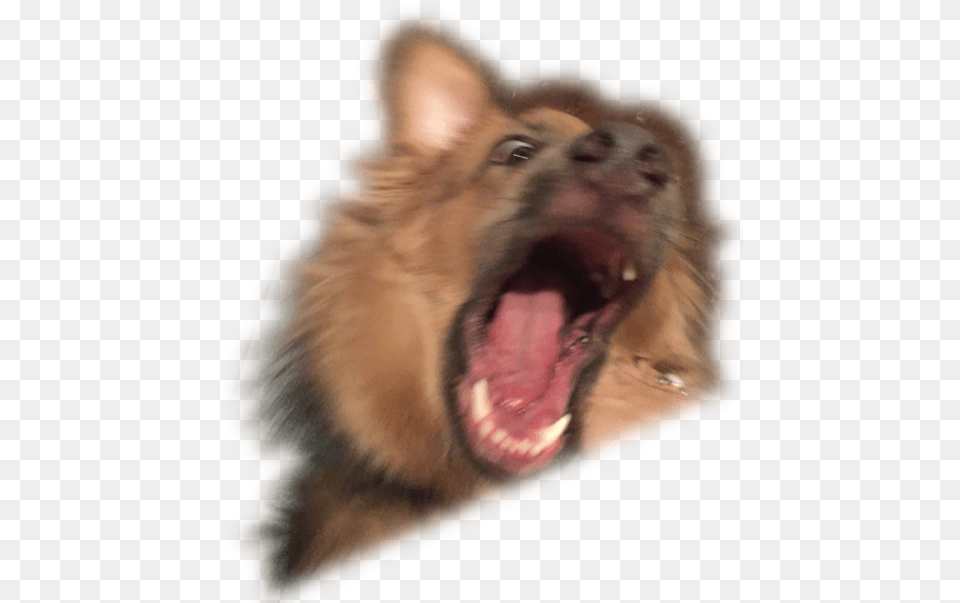 Dog Yawns, Animal, Canine, Mammal, Person Free Png