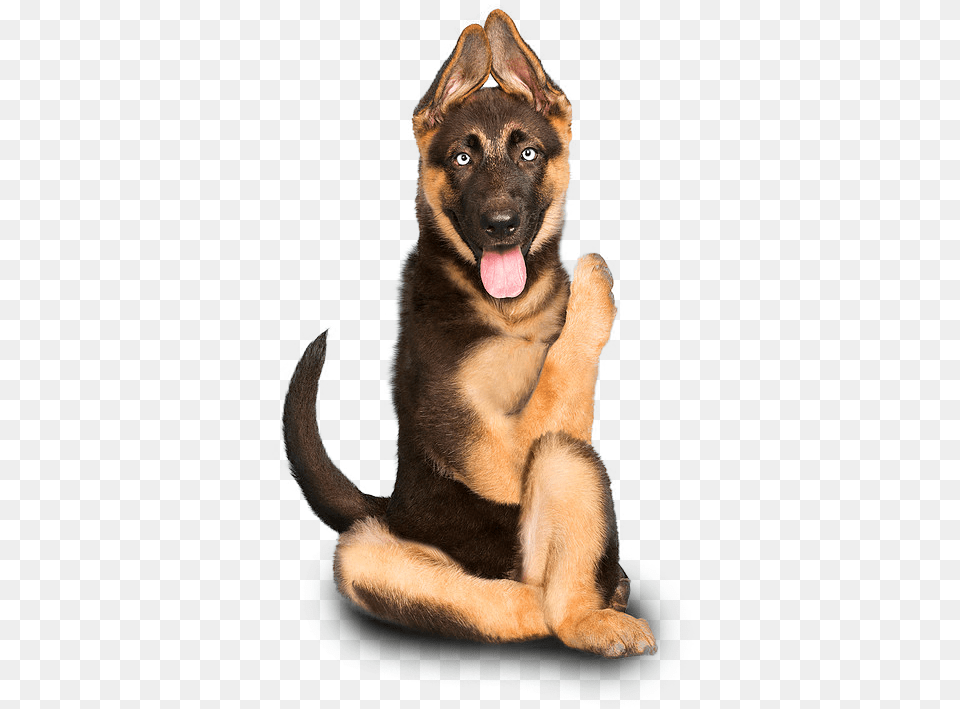 Dog Yawns, Animal, Canine, German Shepherd, Mammal Png Image