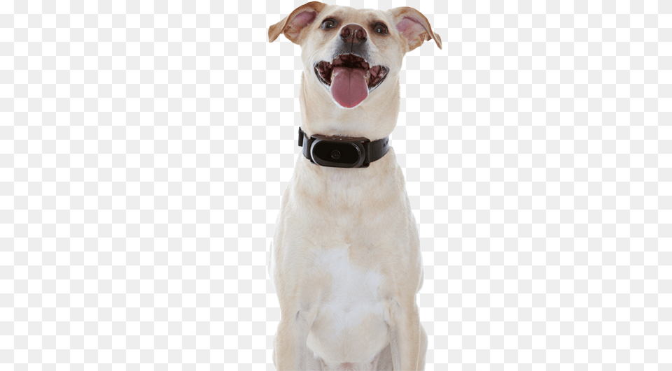 Dog Yawns, Animal, Canine, Mammal, Pet Free Transparent Png