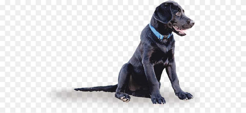 Dog Yawns, Animal, Canine, Labrador Retriever, Mammal Png Image