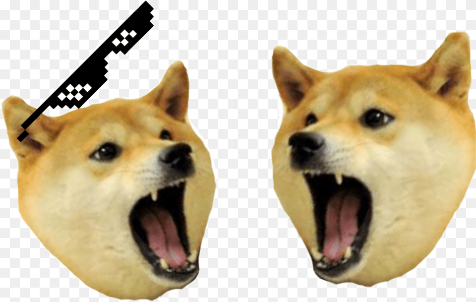 Dog Yawns, Animal, Pet, Mammal, Husky Free Png Download