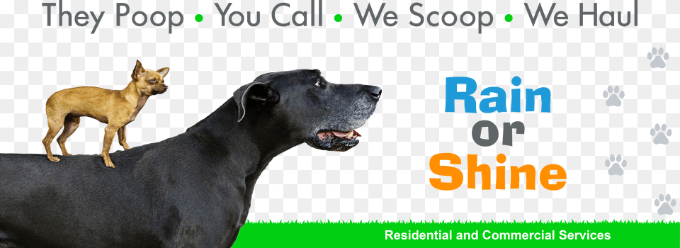 Dog Yawns, Animal, Canine, Mammal, Pet Free Png