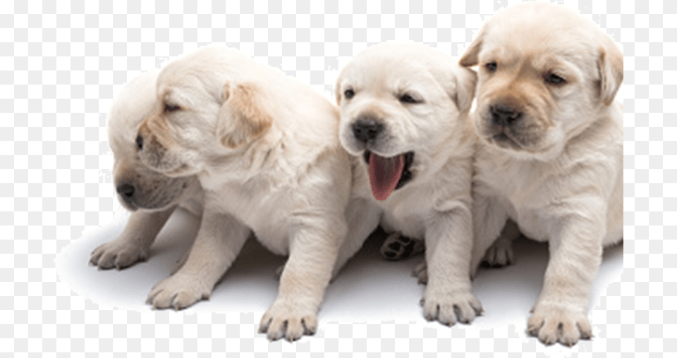 Dog Yawns, Animal, Canine, Mammal, Pet Free Png Download