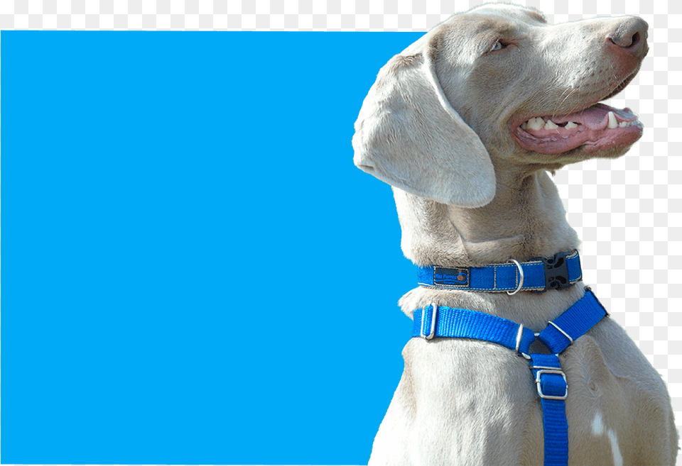 Dog Yawns, Accessories, Animal, Pet, Canine Free Png