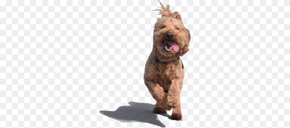 Dog Yawns, Animal, Canine, Mammal, Pet Free Png